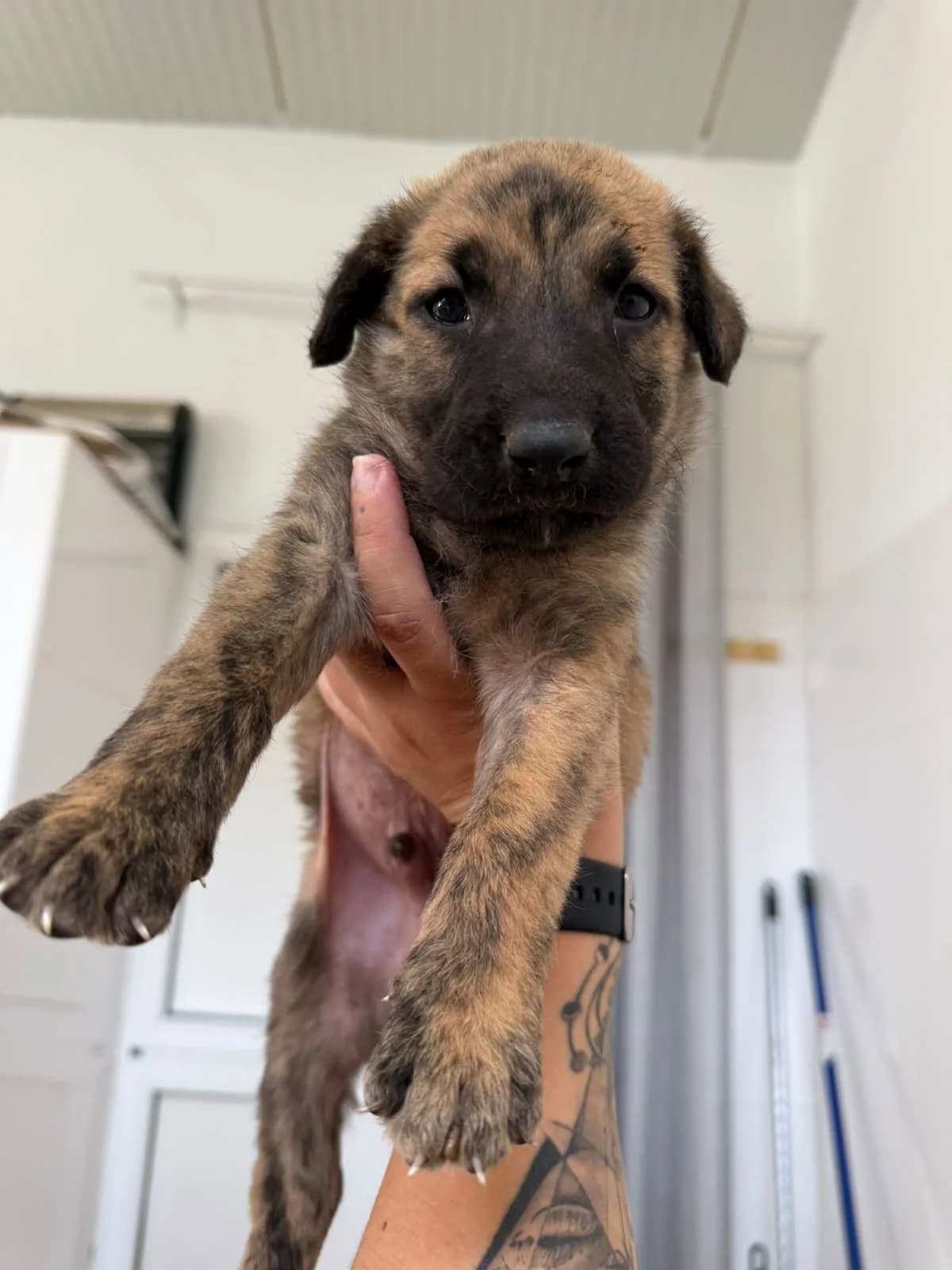 Churro, male senior mixed breed for adoption at Protectora Malaga, Málaga