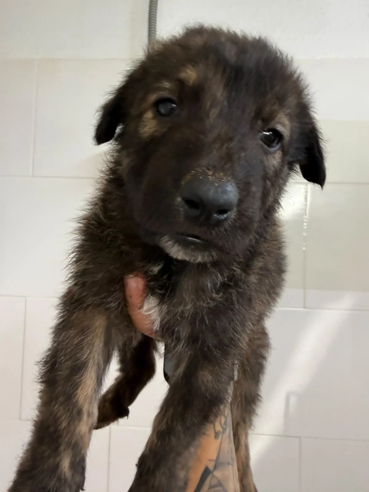 Donete, male senior mixed breed for adoption at Protectora Malaga, Málaga