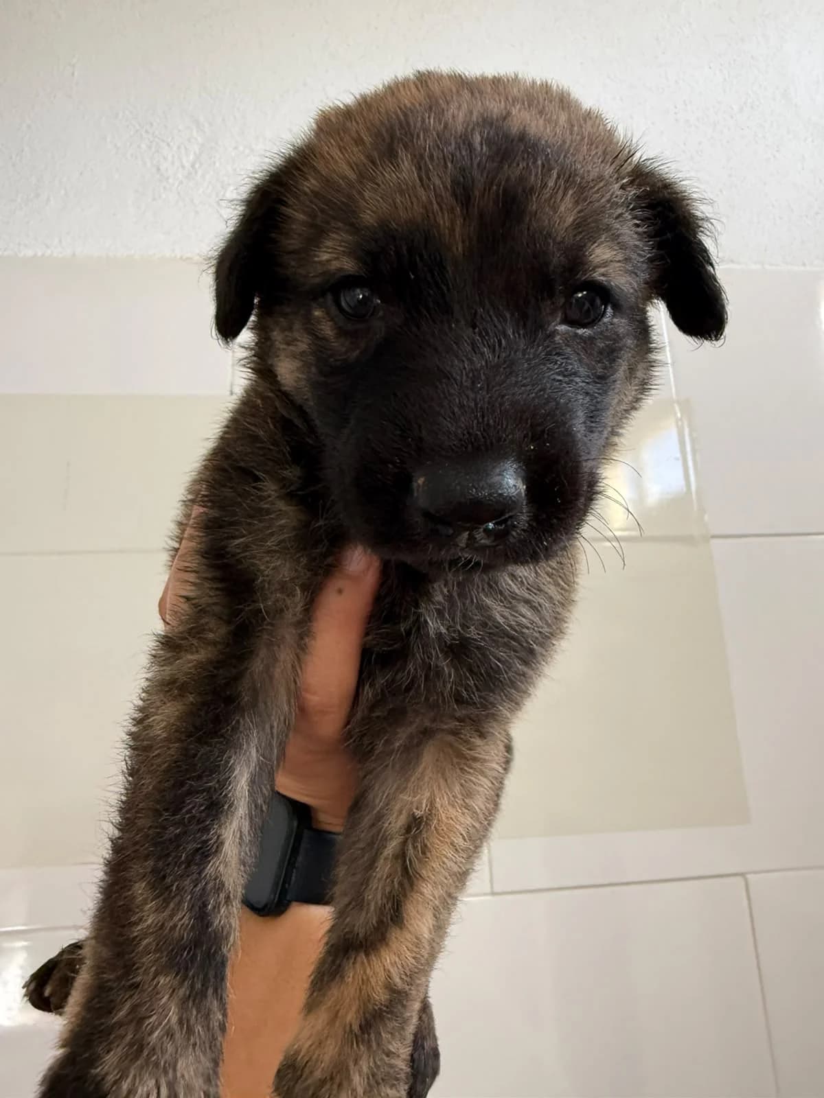Galleta, female senior mixed breed for adoption at Protectora Malaga, Málaga