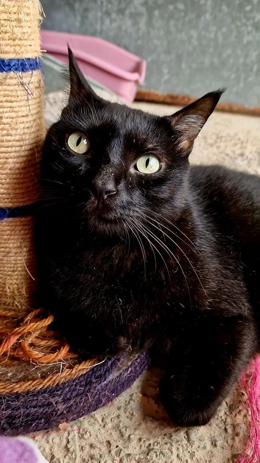 Mixo, male 7yo Mixed Breed for adoption at Protectora de Animales Maó