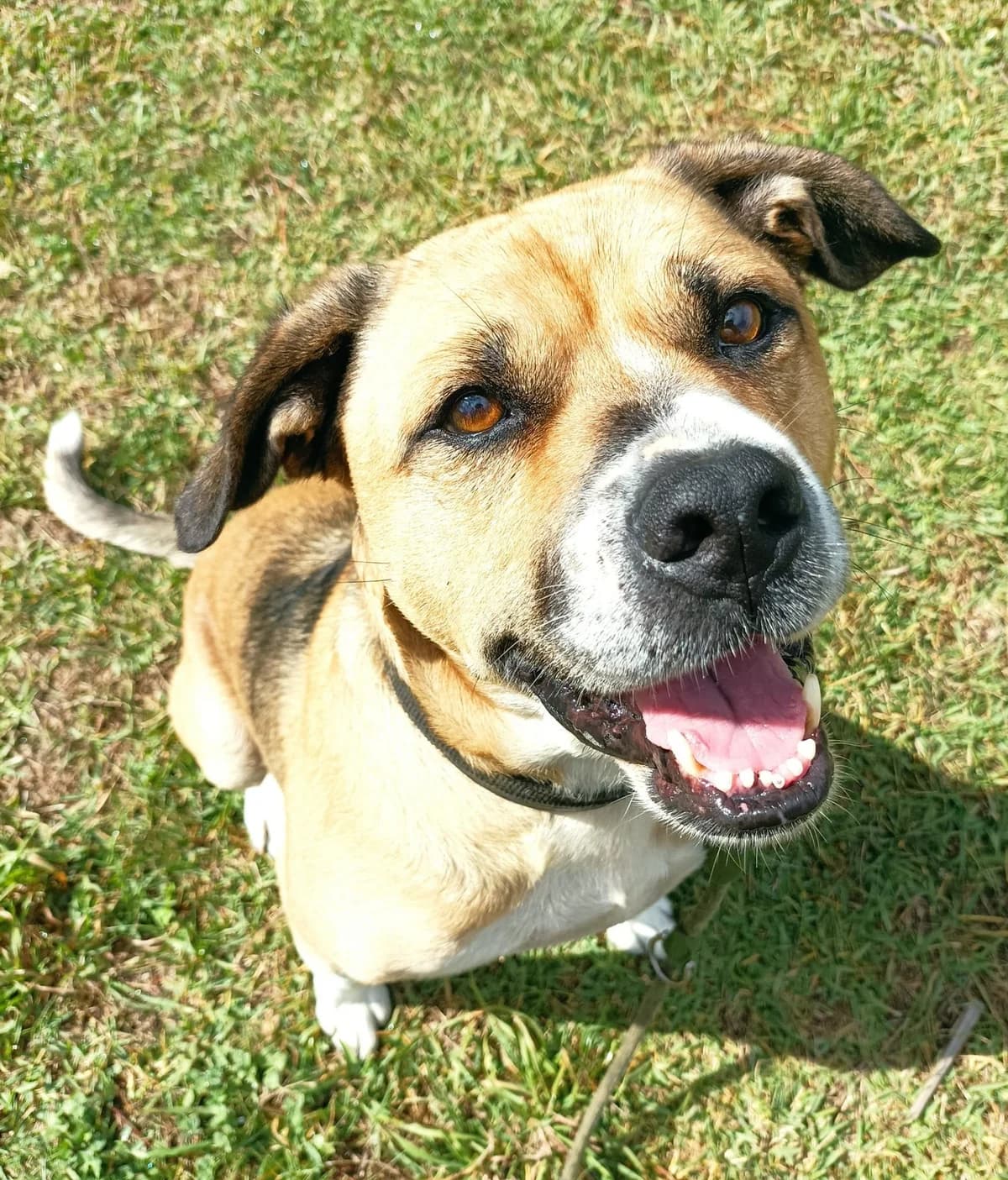Risco, Mixed Breed for adoption at Asociación Protectora de Animales Moura
