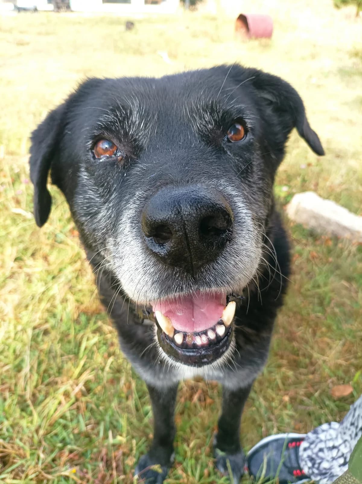 Lume, Mixed Breed for adoption at Asociación Protectora de Animales Moura