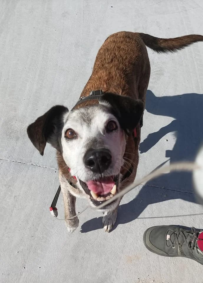 Baloo, Mixed Breed for adoption at Asociación Protectora de Animales Moura