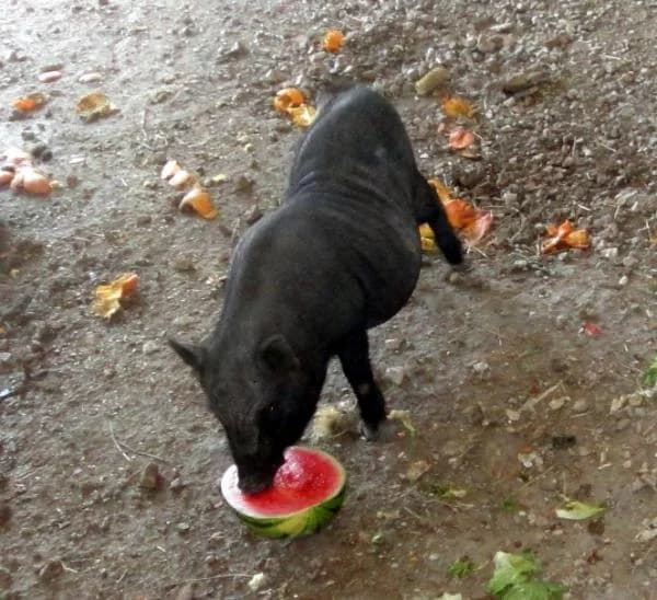 Rub�n, male senior mixed breed for adoption at Protectora Oriolana