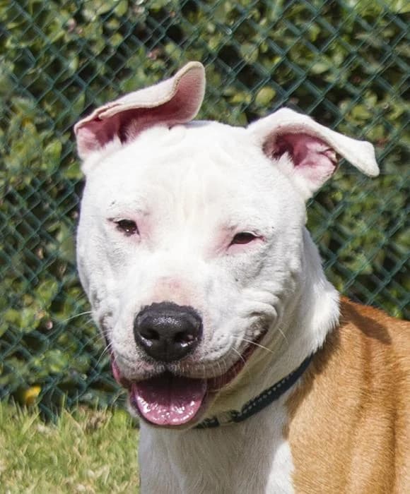 Magin, male 5yo Mixed Breed for adoption at Protectora Oriolana