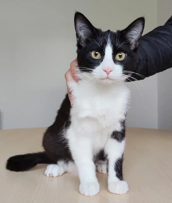 Dorayaki, male young European Shorthair for adoption at Protectora Oriolana
