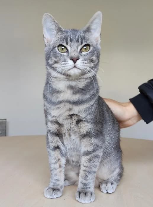 Golosino, male puppy European Shorthair for adoption at Protectora Oriolana