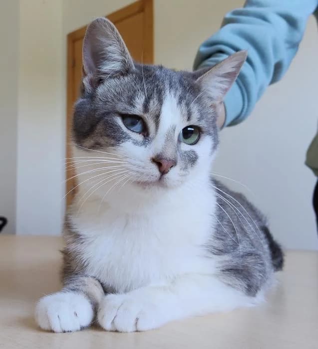 Perla, female young European Shorthair for adoption at Protectora Oriolana