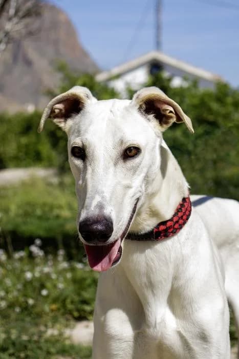 Peralta, male puppy Galgo Español for adoption at Protectora Oriolana