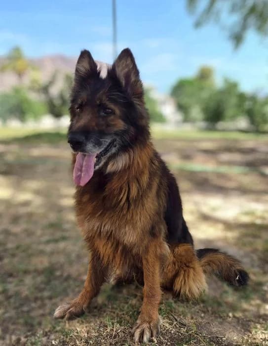 Malia, female senior Belgian Malinois for adoption at Protectora Oriolana