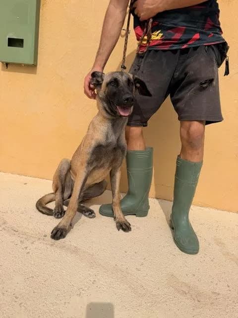 Grace, female puppy Belgian Malinois for adoption at Protectora Oriolana