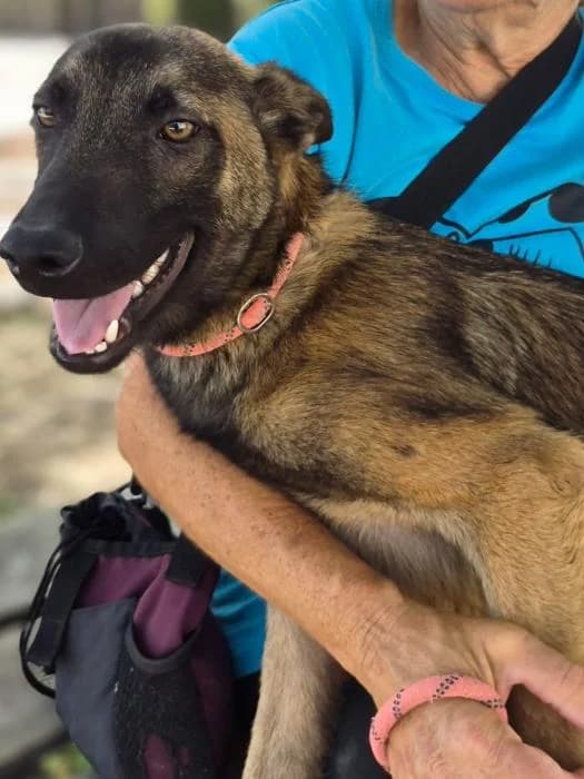REY, male puppy Belgian Malinois for adoption at Protectora Oriolana