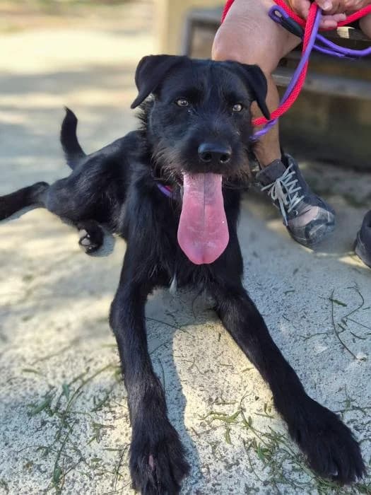 Sirius, male young Mixed Breed for adoption at Protectora Oriolana