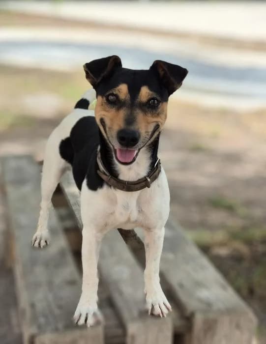 Federico, male 4yo Mixed Breed for adoption at Protectora Oriolana