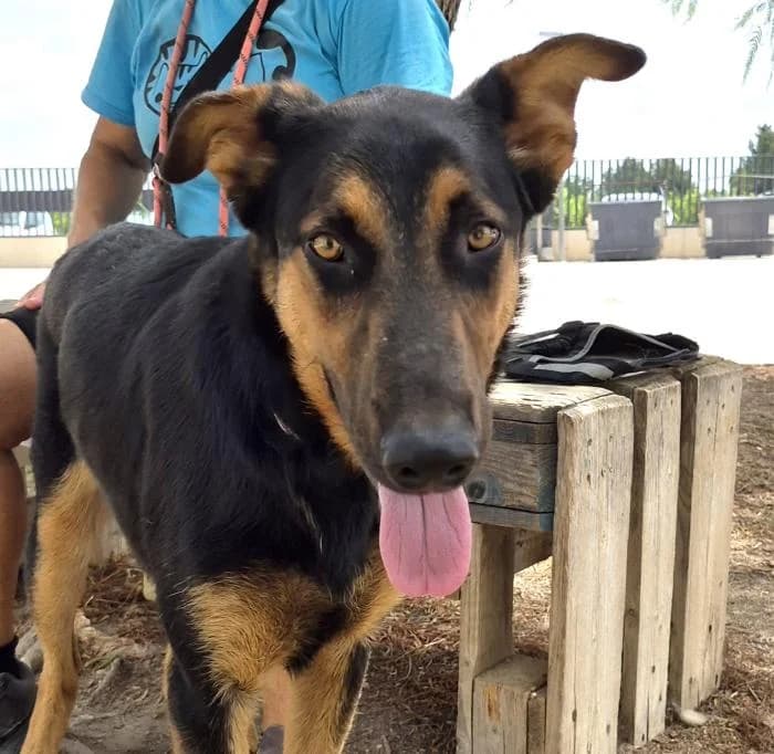 Filipino, male young Mixed Breed for adoption at Protectora Oriolana