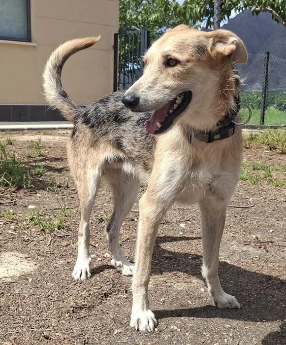 Curro, male young Mixed Breed for adoption at Protectora Oriolana