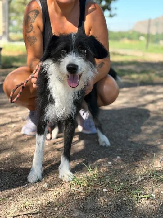 Rayo, male 6yo Mixed Breed for adoption at Protectora Oriolana