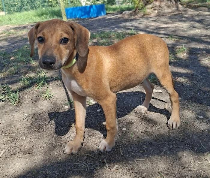 Relampago, male puppy Mixed Breed for adoption at Protectora Oriolana