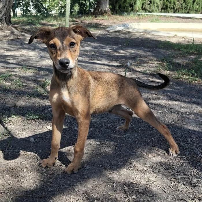 Cicl�n, male puppy Mixed Breed for adoption at Protectora Oriolana