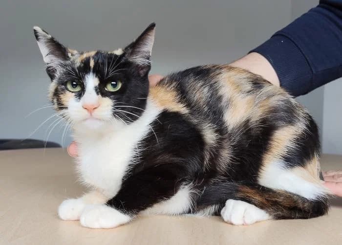 Bora, female young mixed breed for adoption at Protectora Oriolana