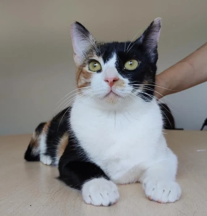 Lulu, female young European Shorthair for adoption at Protectora Oriolana