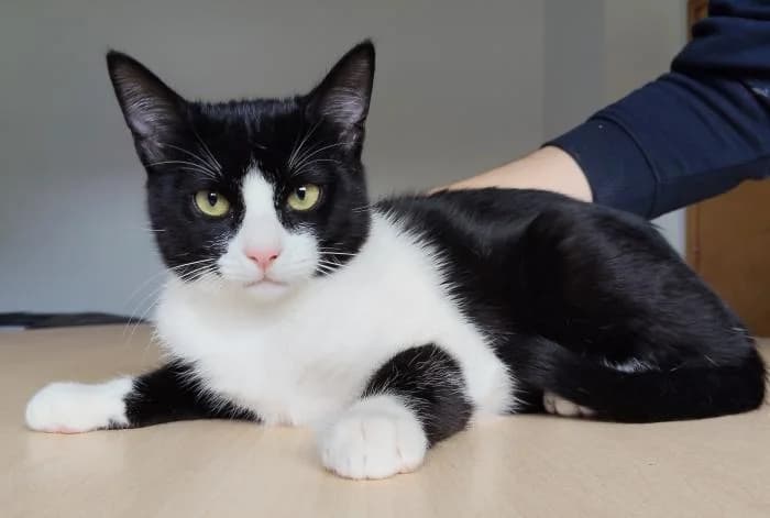 Tahit�, male young European Shorthair for adoption at Protectora Oriolana