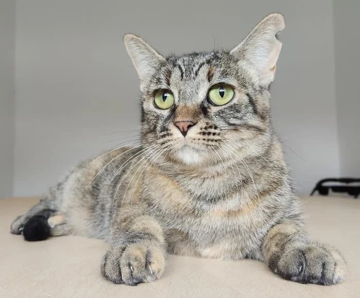 Agatha, female young European Shorthair for adoption at Protectora Oriolana