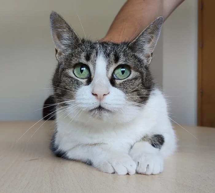 Artemisa, female 6yo European Shorthair for adoption at Protectora Oriolana