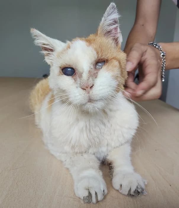 Eclipse, female senior mixed breed for adoption at Protectora Oriolana