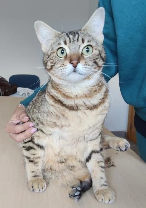 Bengala, female 3yo European Shorthair for adoption at Protectora Oriolana