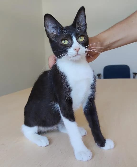 Helena, female puppy European Shorthair for adoption at Protectora Oriolana