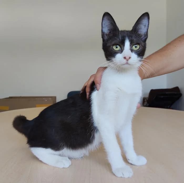 Atenea, female puppy European Shorthair for adoption at Protectora Oriolana