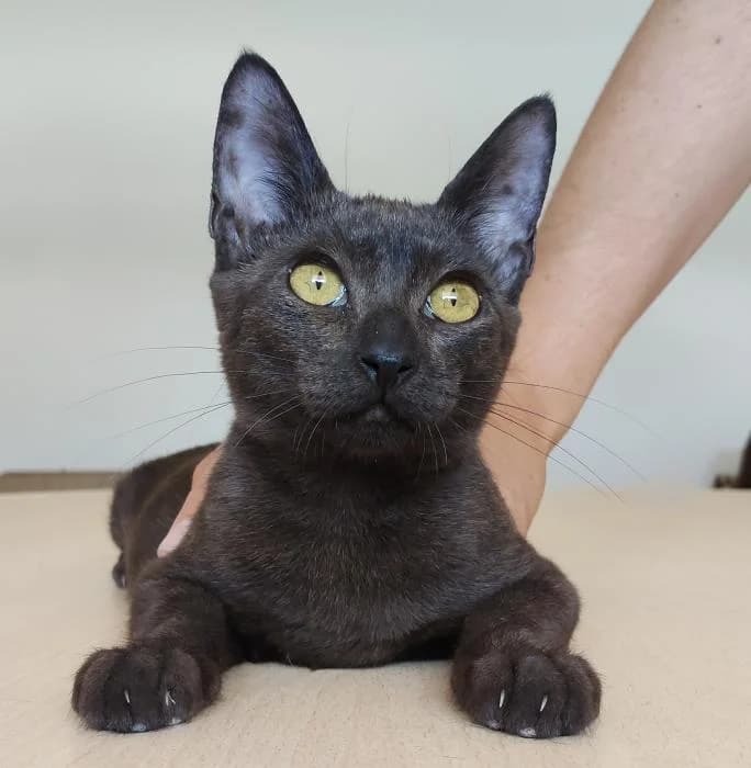 Casandra, female puppy European Shorthair for adoption at Protectora Oriolana