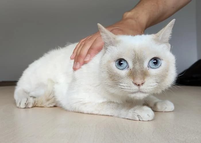 Samba, female 3yo European Shorthair for adoption at Protectora Oriolana