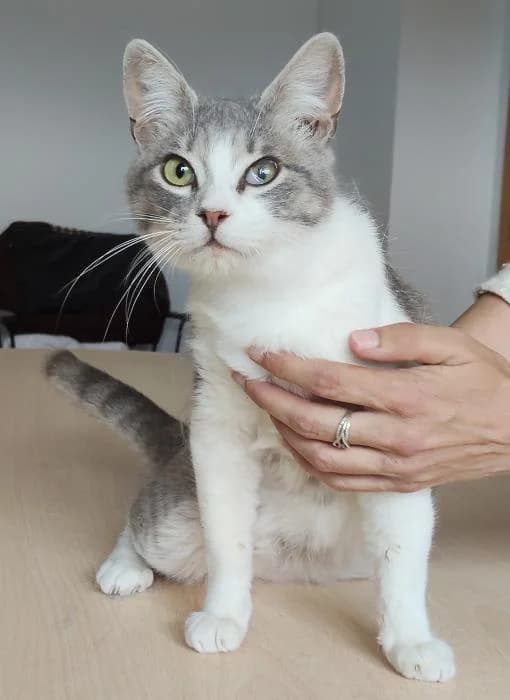 Romeo, male young European Shorthair for adoption at Protectora Oriolana