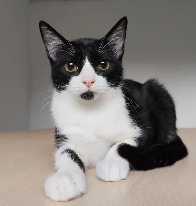Repsol, male puppy European Shorthair for adoption at Protectora Oriolana