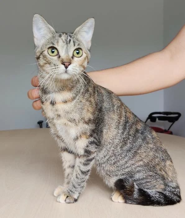 Venus, female puppy European Shorthair for adoption at Protectora Oriolana