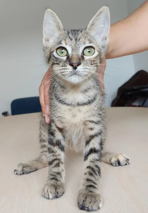 Cola, female puppy European Shorthair for adoption at Protectora Oriolana