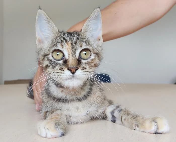 Trina, female puppy European Shorthair for adoption at Protectora Oriolana