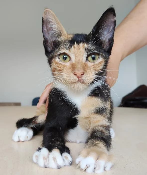 Fanta, female puppy European Shorthair for adoption at Protectora Oriolana
