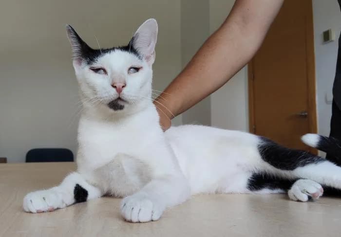 Duende, male young European Shorthair for adoption at Protectora Oriolana
