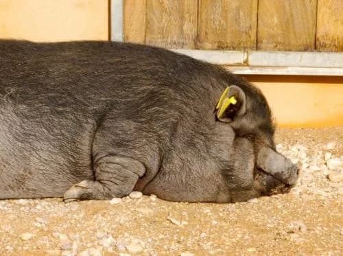 Peggy, female mixed breed for adoption at Protectora Oriolana