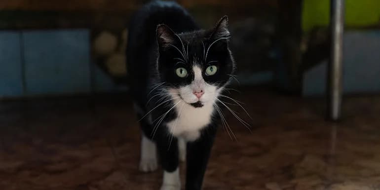 Aion, male senior Mixed Breed for adoption at Protectora d
