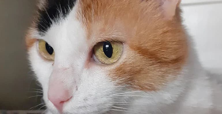 Seda, female 4yo Mixed Breed for adoption at Protectora d