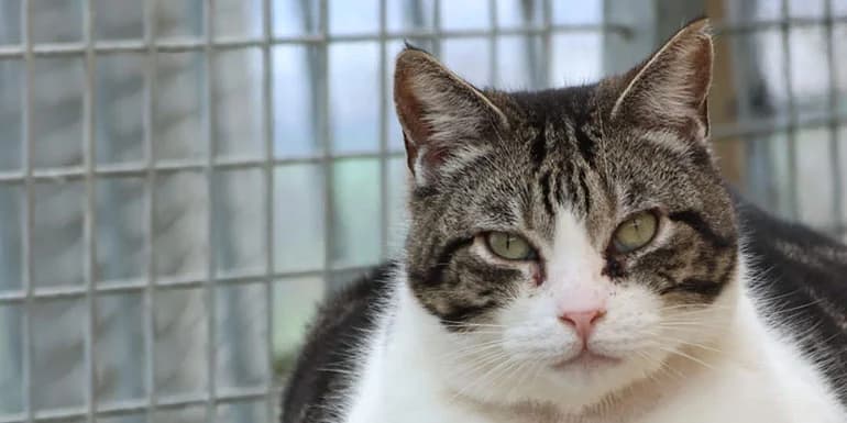 Tonino, male 5yo Mixed Breed for adoption at Protectora d