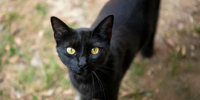 Sira, female 4yo Mixed Breed for adoption at Protectora d