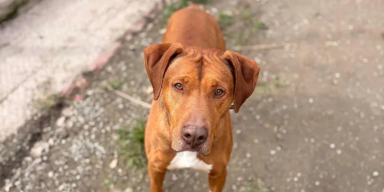 Tango, male 4yo Mixed Breed for adoption at Protectora d