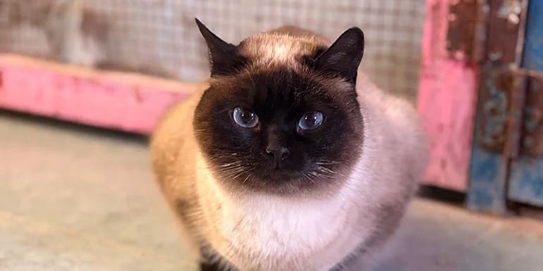 Xina, female 5yo Mixed Breed for adoption at Protectora d