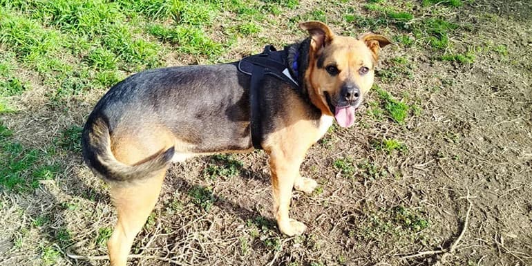 Toby, male 7yo Mixed Breed for adoption at Protectora d