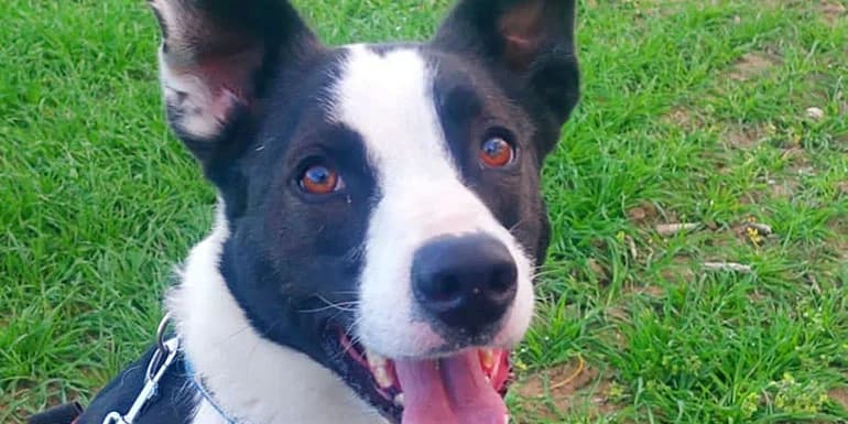 Bayron, male 5yo Mixed Breed for adoption at Protectora d